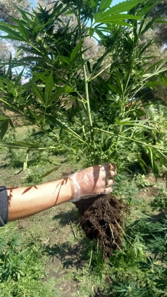 Факт незаконного культивирования наркосодержащих растений выявлен левокумскими полицейскими